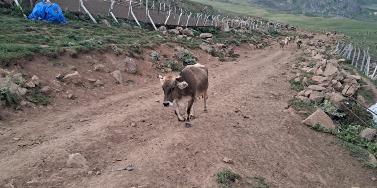 Artvin'de "şap" alarmı; "450-500 civarında büyükbaş hayvanımız var, tamamı hastalığa yakalandı!"