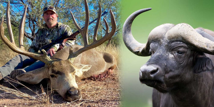 Ava Giderken 'Avlandı'... Ünlü Milyoner, Katletmek İstediği Buffalo Tarafından Öldürüldü