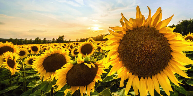 Ayçiçeğinde avans alım fiyatı, ton başına 28 bin lira olarak açıklandı
