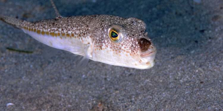 Balon balığı avcılığında destek tutarı artırıldı