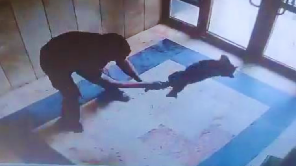 Başakşehir'de Bir Kediyi Acımasızca Yere Vuran Cani Hakkında Flaş Gelişme