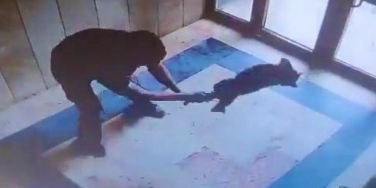 Başakşehir'de Bir Kediyi Acımasızca Yere Vuran Cani Hakkında Flaş Gelişme