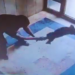 Başakşehir'de Bir Kediyi Acımasızca Yere Vuran Cani Hakkında Flaş Gelişme