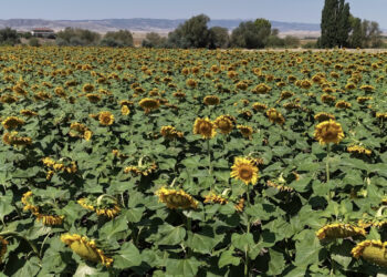 Boşa çalışmış olacağız diye korkumuz, kaygımız var