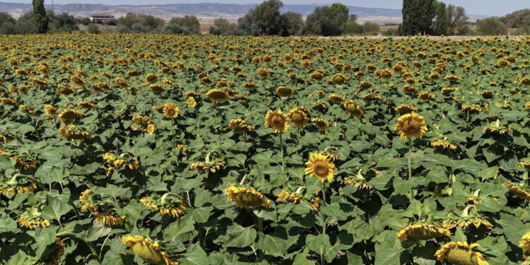 Boşa çalışmış olacağız diye korkumuz, kaygımız var