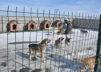 Bu hayvanların vebali hepinizin boynuna