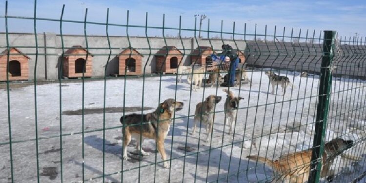 Bu hayvanların vebali hepinizin boynuna