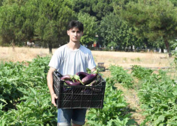 Bursa'da Hasat Zamanı Başladı