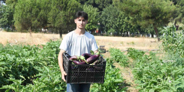 Bursa'da Hasat Zamanı Başladı