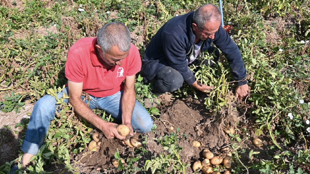 Çiftçiler artan maliyetlere rağmen düşük fiyatlandırmalara tepkili; yazlık patates tarlada kaldı