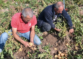 Çiftçiler artan maliyetlere rağmen düşük fiyatlandırmalara tepkili; yazlık patates tarlada kaldı