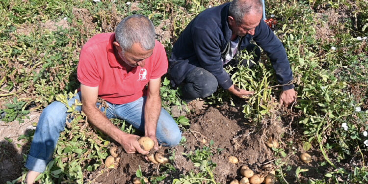 Çiftçiler artan maliyetlere rağmen düşük fiyatlandırmalara tepkili; yazlık patates tarlada kaldı