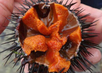 Denizcilerin Korkulu Rüyasıydı: Zehirli İstilacı Tür Yok Olmaya Başladı