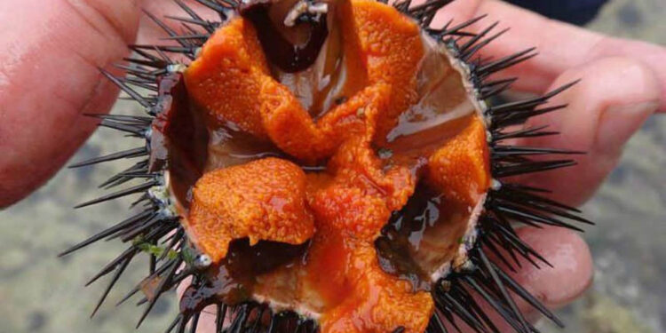 Denizcilerin Korkulu Rüyasıydı: Zehirli İstilacı Tür Yok Olmaya Başladı