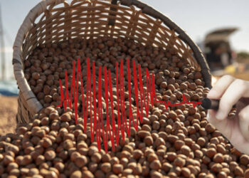 Dikkat! Fındık Hasadında Gizli Tehlike: Yatak Döşek Yatırıyor