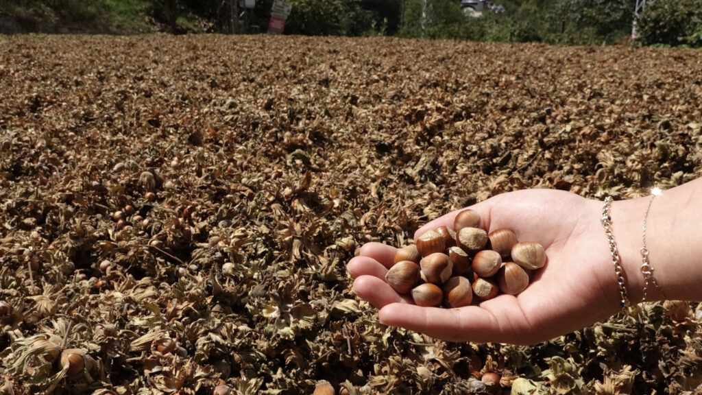 Fındıkta kahverengi kokarca ve zirai don rekolteyi düşürdü; Ulusal Fındık Konseyi'nden 2025 mahsülü için rekor beklenti!