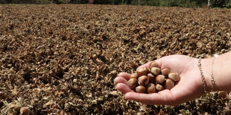 Fındıkta kahverengi kokarca ve zirai don rekolteyi düşürdü; Ulusal Fındık Konseyi'nden 2025 mahsülü için rekor beklenti!