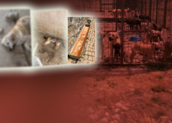Gümüşhane Barınağında Vahşet! Susuzluktan İdrar İçen, Açlıktan Feryat Eden Köpekler