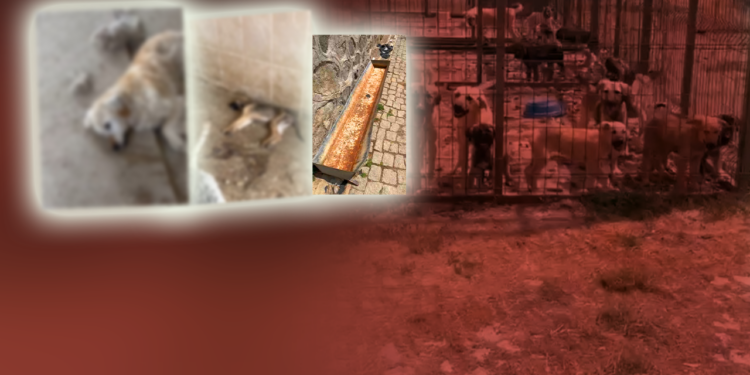 Gümüşhane Barınağında Vahşet! Susuzluktan İdrar İçen, Açlıktan Feryat Eden Köpekler