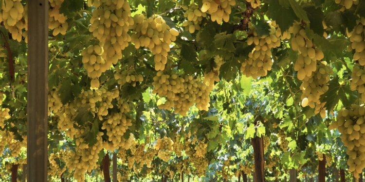 Hatay’da üzüm bağlarında hasat başladı; rekolte beklentisi 85 bin ton