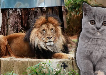 Hayvanat Bahçesinden Kan Donduran Çağrı! 'Evcil Hayvanlarınızı Bağışlayın, Yırtıcılara Yedirelim'