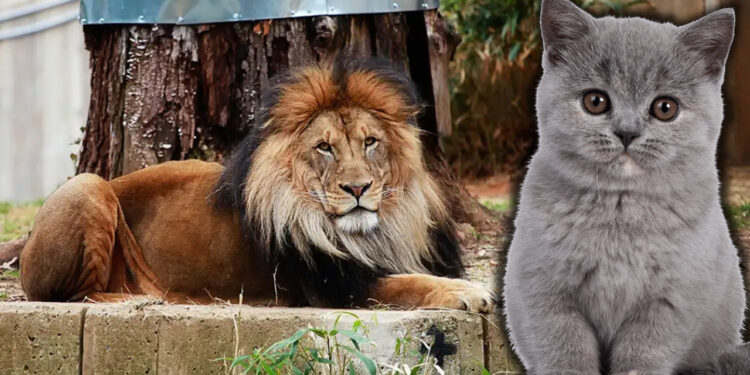 Hayvanat Bahçesinden Kan Donduran Çağrı! 'Evcil Hayvanlarınızı Bağışlayın, Yırtıcılara Yedirelim'
