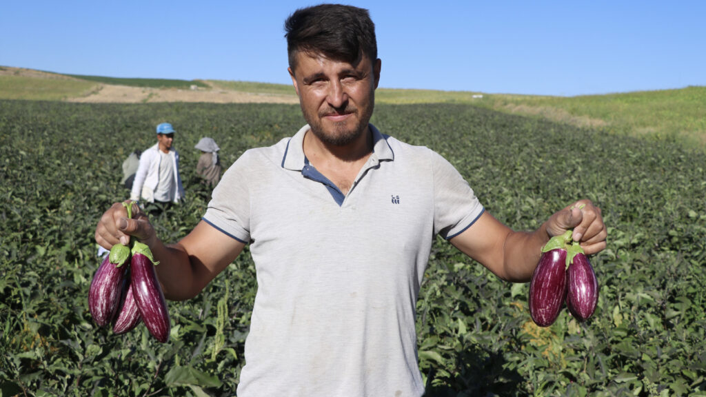 Kayseri'nin coğrafi işaretli Yamula patlıcanında hasat başladı