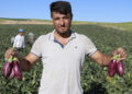 Kayseri'nin coğrafi işaretli Yamula patlıcanında hasat başladı