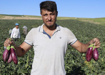 Kayseri'nin coğrafi işaretli Yamula patlıcanında hasat başladı