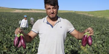 Kayseri'nin coğrafi işaretli Yamula patlıcanında hasat başladı