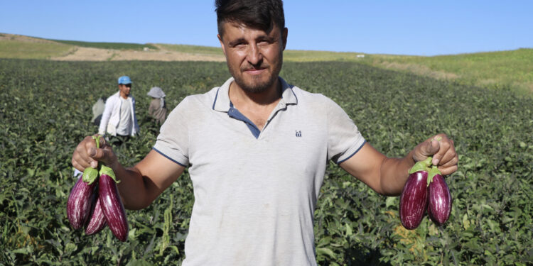 Kayseri'nin coğrafi işaretli Yamula patlıcanında hasat başladı