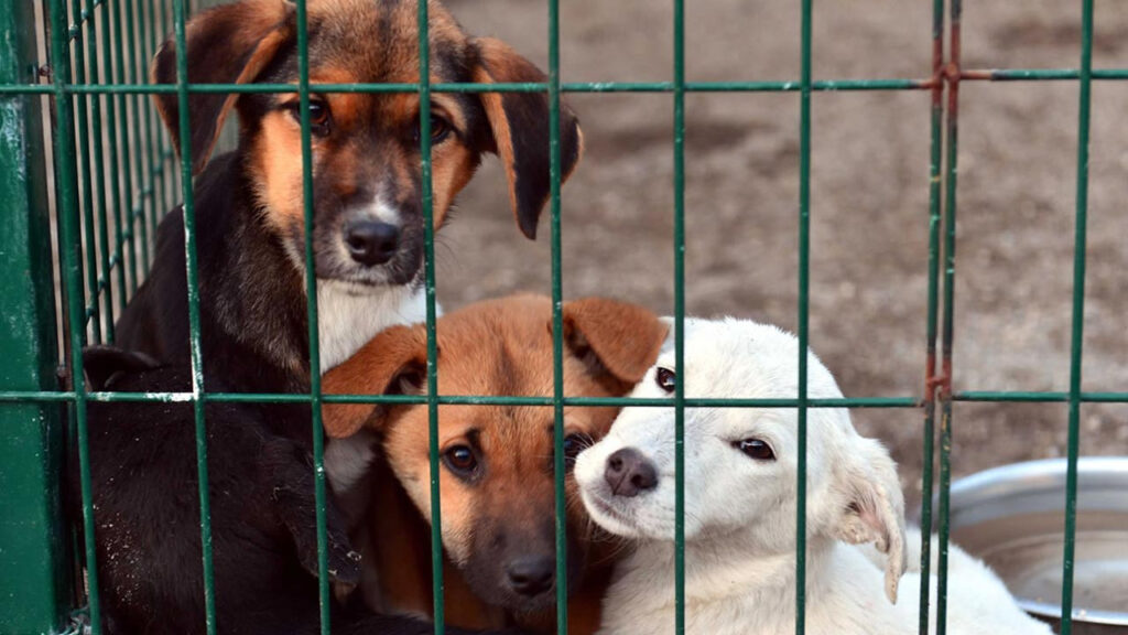 Korkunç İddia: Osmaniye Barınağındaki İki Köpek Yakalama Aparatıyla Boğularak Öldürüldü!
