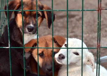 Korkunç İddia: Osmaniye Barınağındaki İki Köpek Yakalama Aparatıyla Boğularak Öldürüldü!