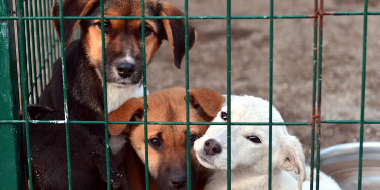 Korkunç İddia: Osmaniye Barınağındaki İki Köpek Yakalama Aparatıyla Boğularak Öldürüldü!