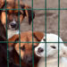 Korkunç İddia: Osmaniye Barınağındaki İki Köpek Yakalama Aparatıyla Boğularak Öldürüldü!
