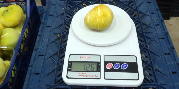 Mut beyazı incir, tanesi 20 TL'den ihraç ediliyor!