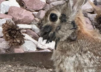 'Mutant' Tavşan Alarmı! Bölge Sakinlerini Korku Sardı