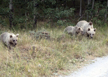 Nemrut Krater Gölü ve Kalderası, 15 gün ziyarete kapatıldı