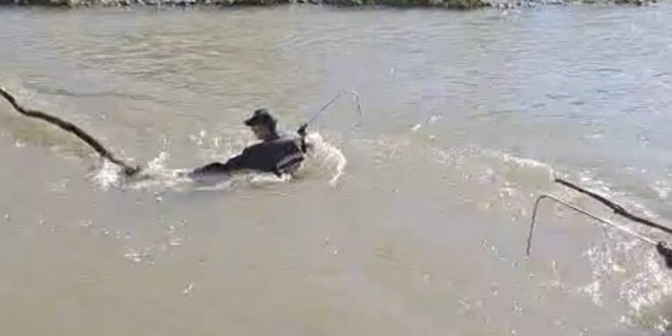 Otomobil Nehre Uçtu, Bir Kişi Kayıp