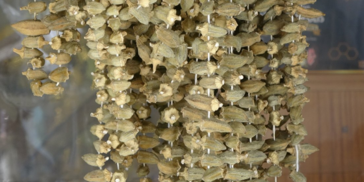 Sezonu 5 Bin Liradan Açtı, Gram Altını Solladı! Yeşil Altında Hasat Başladı