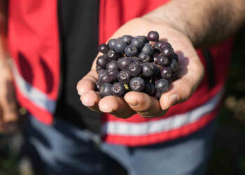Süper Meyve Olarak Biliniyor! Karadeniz'de Hasadı Başladı
