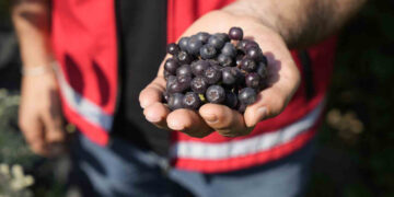 Süper Meyve Olarak Biliniyor! Karadeniz'de Hasadı Başladı