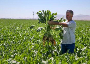 Zirai dondan etkilenen 470 bin üreticiye kasıma kadar 46,5 milyar liralık ödeme yapılacak