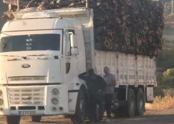 Dorşin’de ağaç kıyımı: Günde 5 kamyon taşıyorlar