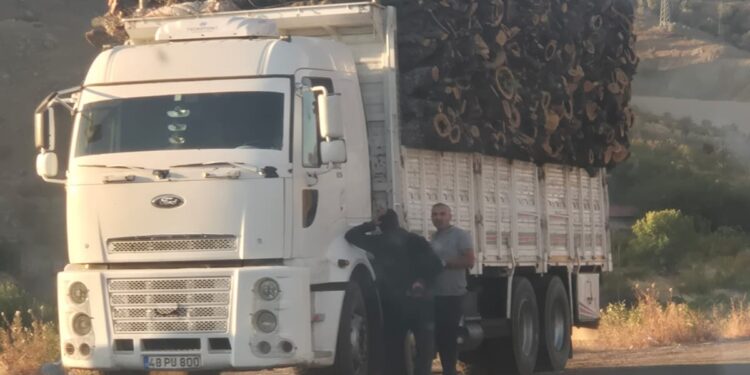 Dorşin’de ağaç kıyımı: Günde 5 kamyon taşıyorlar