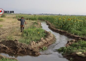 Agirî’de ayçiçeğini dolu vurdu, girdi maliyeti arttı