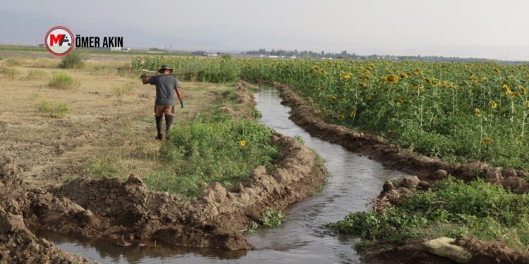 Agirî’de ayçiçeğini dolu vurdu, girdi maliyeti arttı