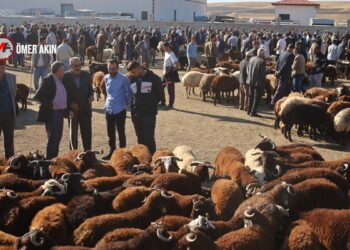 Şaptan sonra hayvan borsası açıldı ancak satış yapılamadı