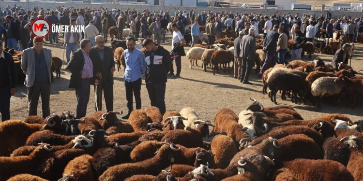 Şaptan sonra hayvan borsası açıldı ancak satış yapılamadı