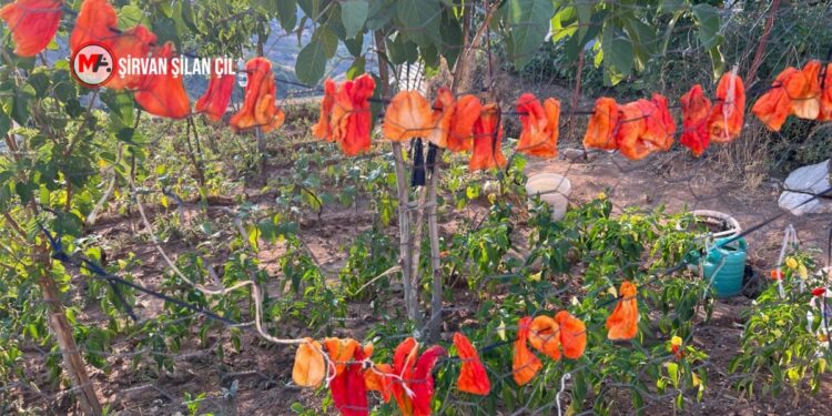 Kriz ve kuraklığın etkisi kış hazırlıklarına da yansıdı